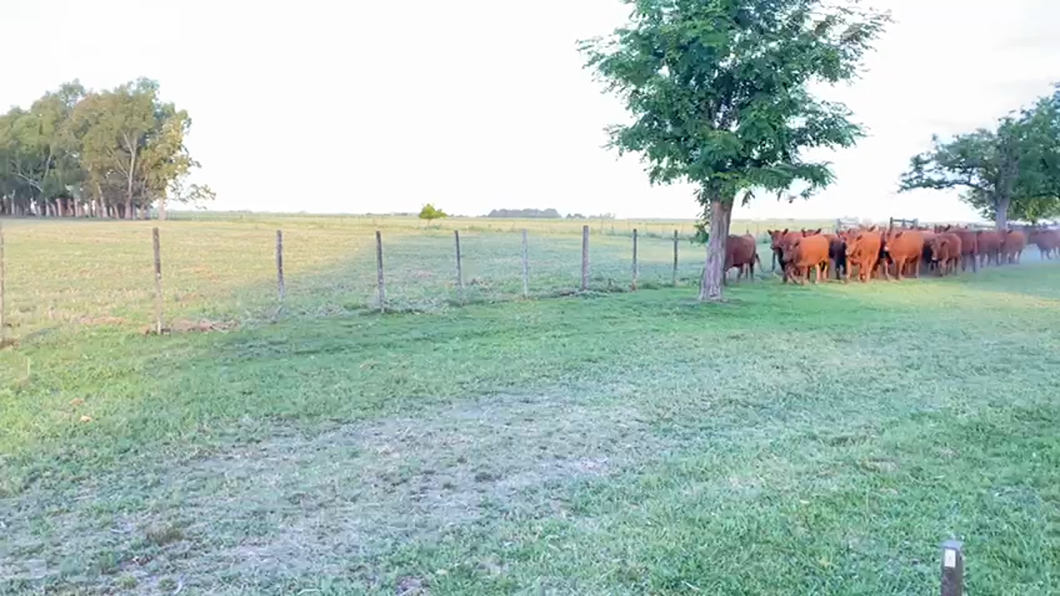 Lote 35 Vaquillonas C/ gtia de preñez en Loma Verde , Buenos Aires