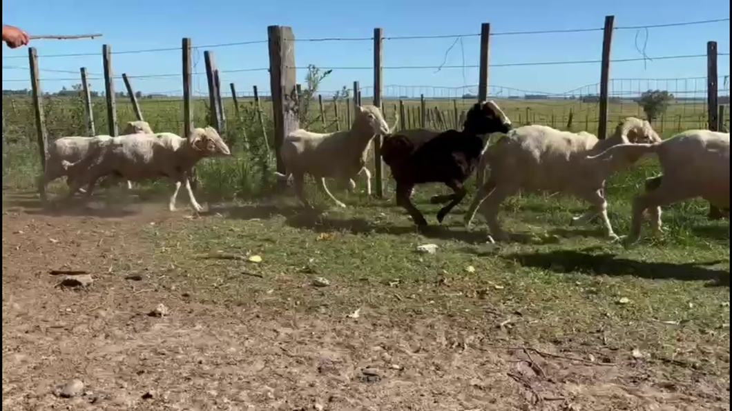 Lote BORREGOS Y CAPONES