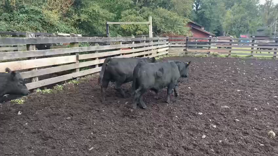 Lote 72 Ternero, Puyehue, X Región Los Lagos