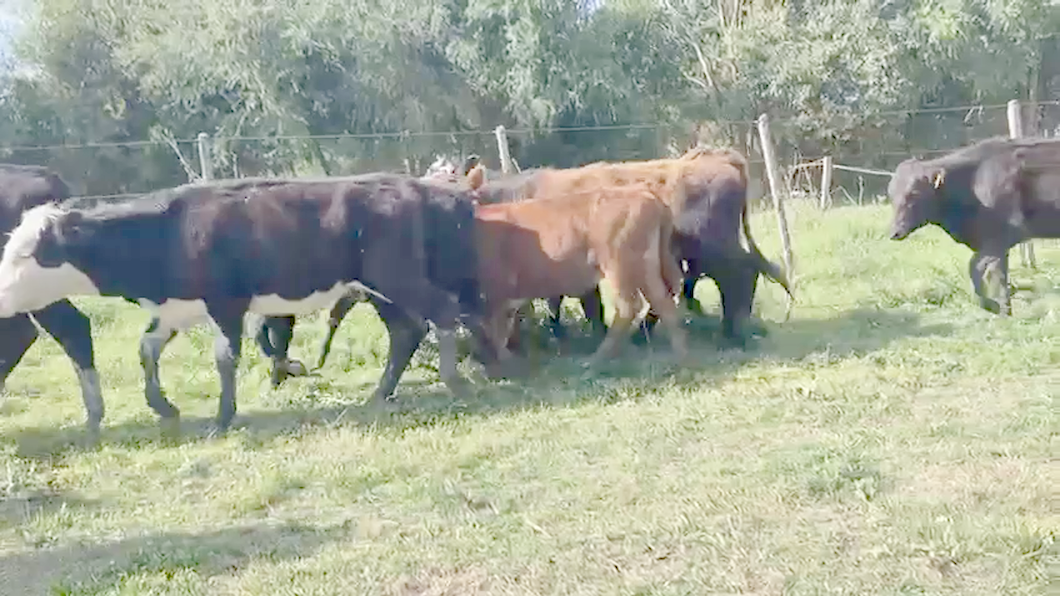 Lote (Vendido)13 Terneras 3AA,  1He CRUZAS CON: 4 AAxHE,  1 xxBr,  1 RAxHe,  3xxHol NRO DE CRUZAS. 9 a remate en Expo Paysandú 156kg -  en Paso Uleste