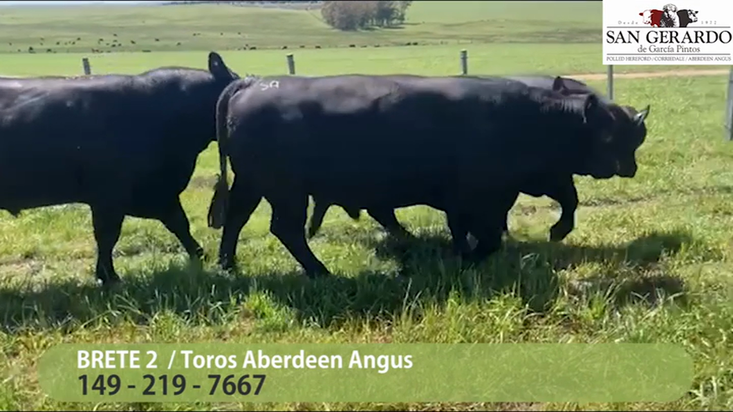 Lote 3 Toros Aberdeen Angus a remate en San Gerardo 2023, Lavalleja