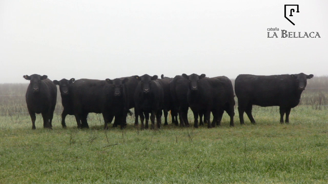 Lote VAQUILLONAS ANGUS MAS - LA BELLACA