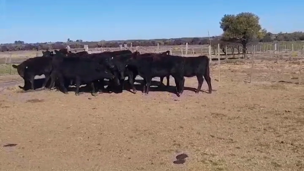 Lote (Vendido)14 Terneras ANGUS a remate en #47 Pantalla Carmelo 255kg -  en NUEVA PALMIRA