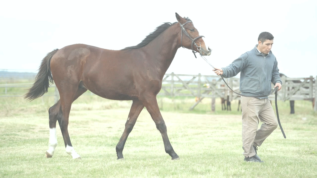 Lote PANCHI CHUCK (CHUCK BERRY -  CORRANDINA  por  POLIGOTE)