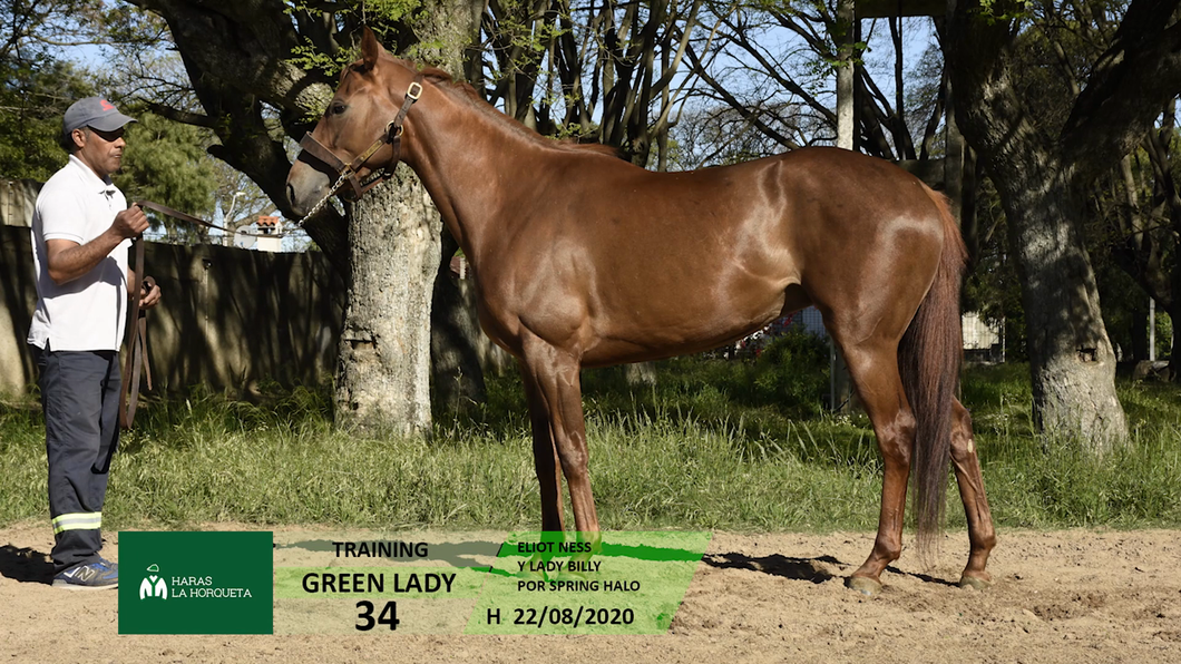 Lote GREEN LADY