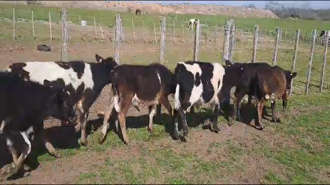 Lote 13 Terneros HOL-CRUZA a remate en 9° Entre Martillos 110kg -  en SANTA LUCIA