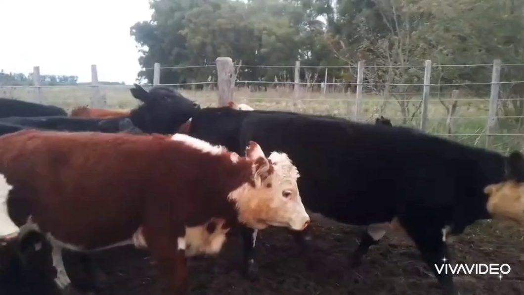 Lote 30 Terneros/as