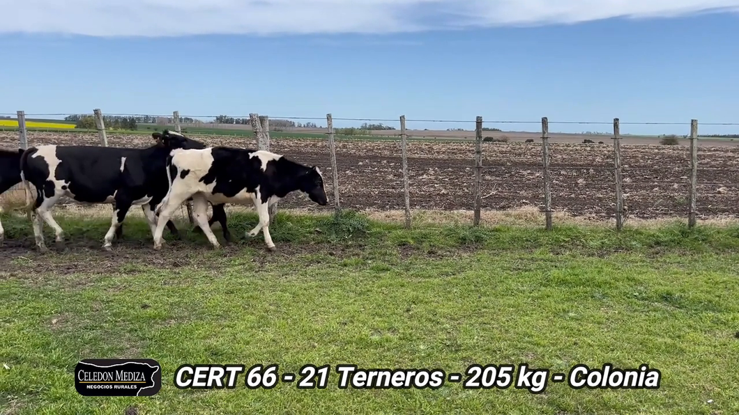 Lote 21 Terneros en Soriano