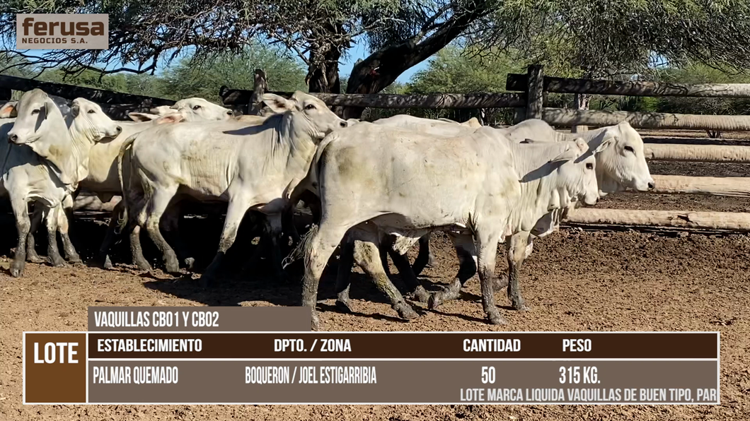 Lote LOTE 9