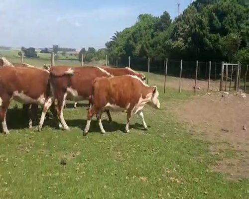 Lote 18 Vaquillonas Vacas Preñadas HEREFORD Y CRUZAS a remate en Pantalla Camy 350kg - , San José