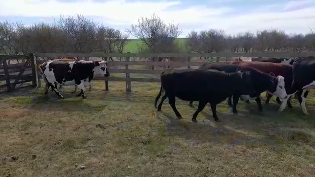Lote (Vendido)8 Vacas de Invernada a remate en PANTALLA FEDERICO GARLAND 480kg -  en POLANCOS