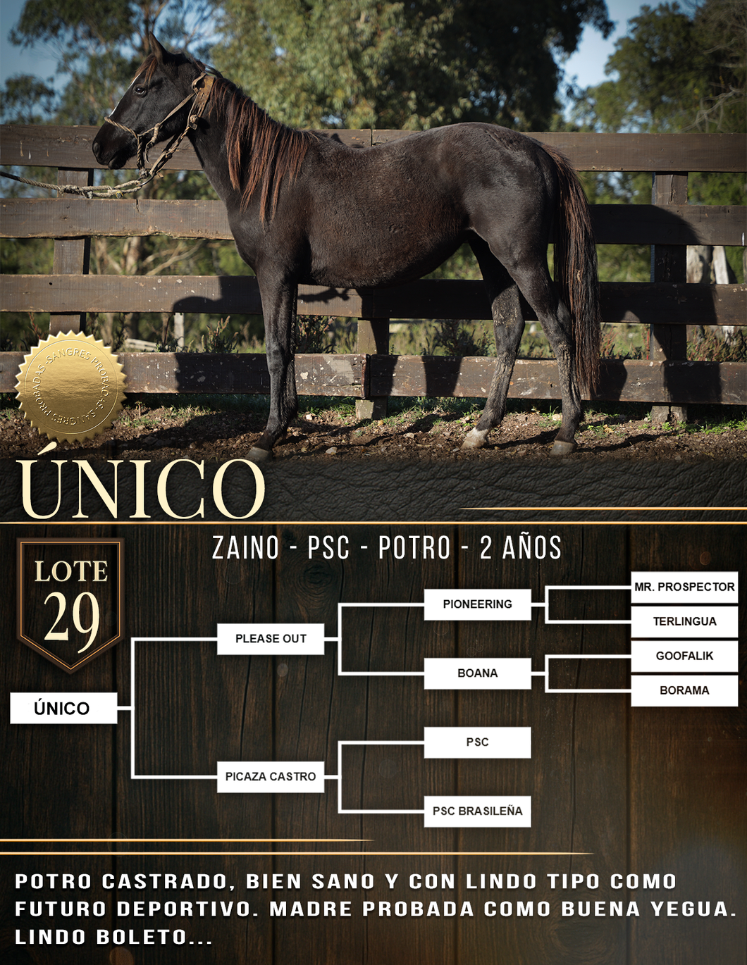 Lote ÚNICO