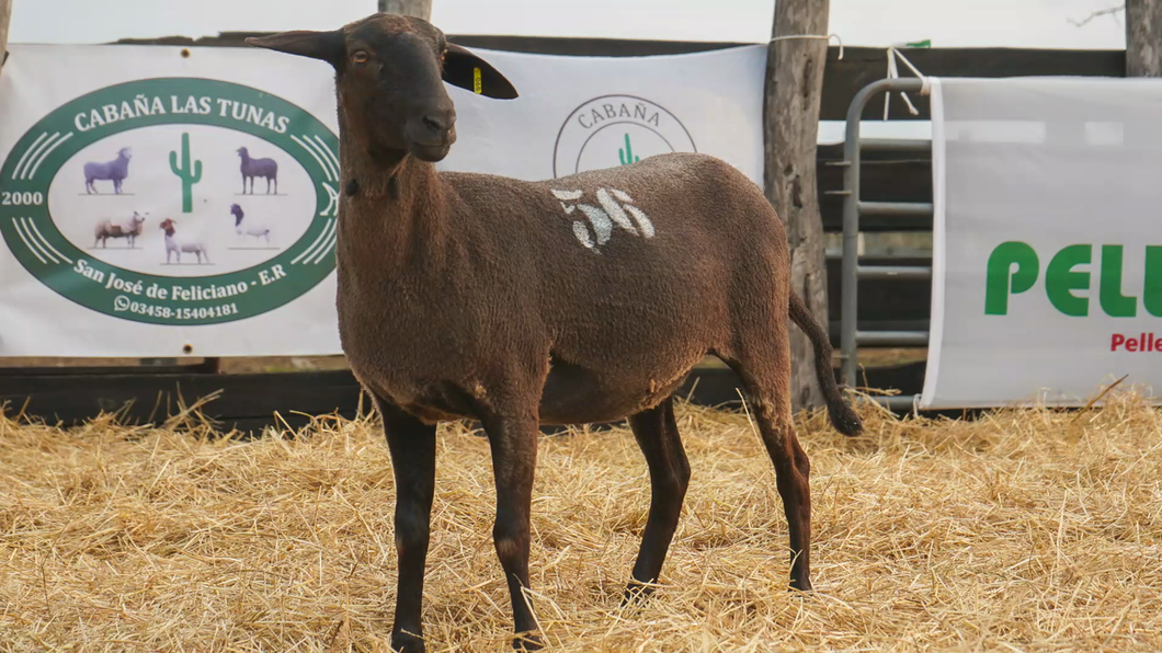 Lote SANTA INES HEMBRA