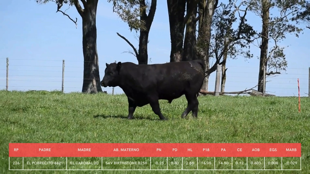 Lote Toros a remate en La Concepcion y El Carobal, Cerro Largo