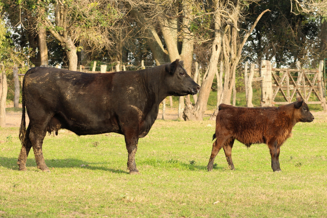 Lote CABAÑA COEMBOTÁ: RP 646