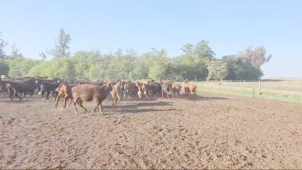 Lote 145 Novillitos