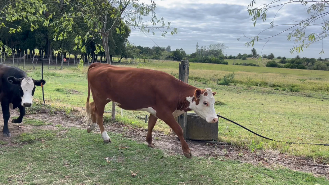 Lote VAQUILLONAS 1 a 2 AÑOS