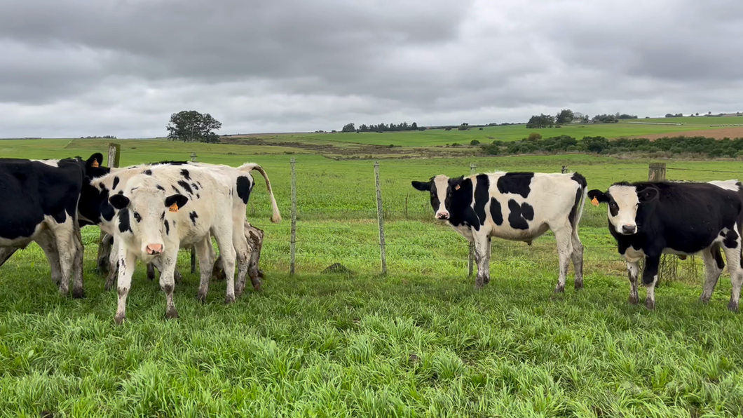 Lote NOVILLOS 1 a 2 AÑOS