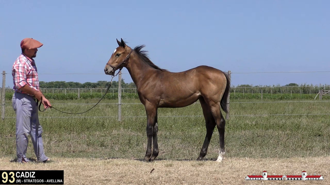 Lote CADIZ