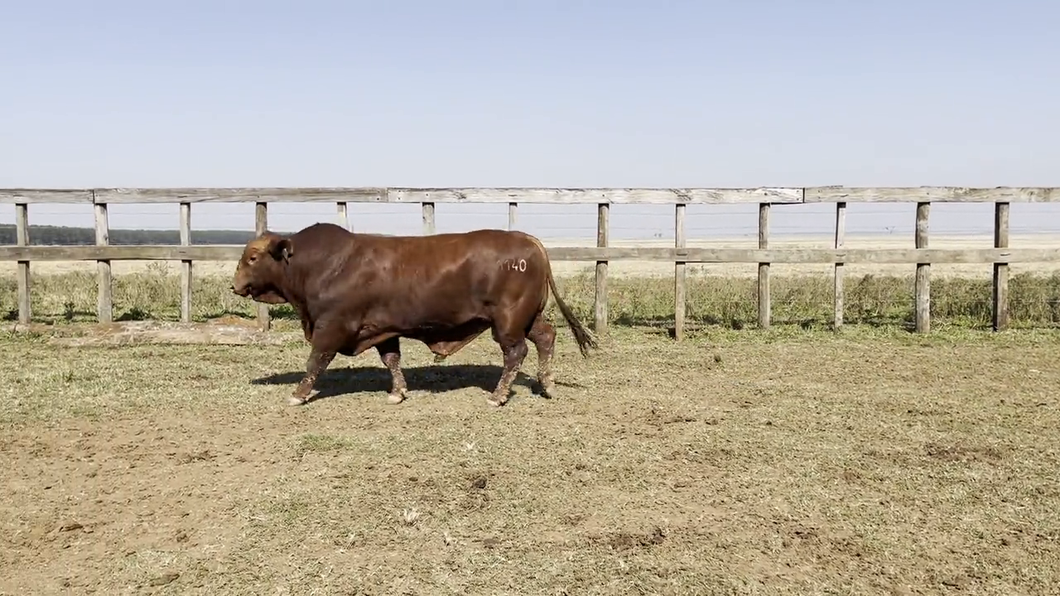 Lote TOROS BRANGUS, Cabaña "PIRIZAL"