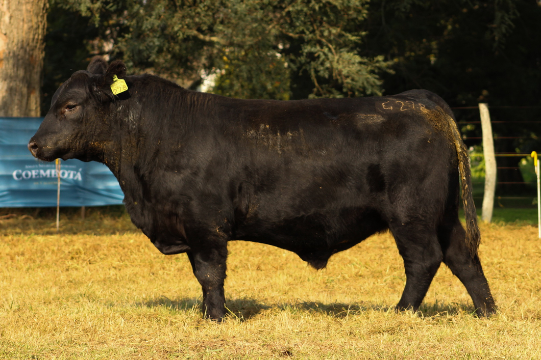 Lote CABAÑA COEMBOTÁ: RP 278