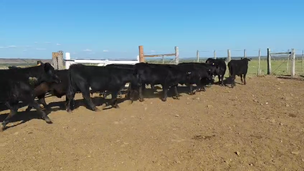 Lote 55 Novillos de 1 a 2