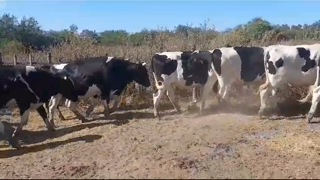 Lote (Vendido)10 Novillos Holando HOLANDO a remate en #41 Pantalla Carmelo  485kg -  en AGRACIADA