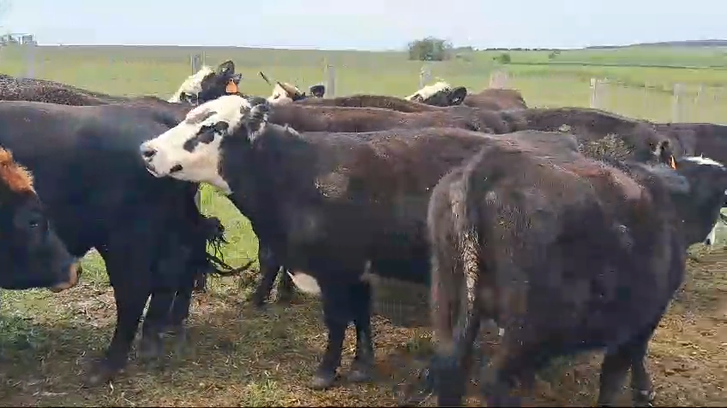 Lote 17 Vaquillonas  Angus a remate en Pantalla Camy  en Coronilla