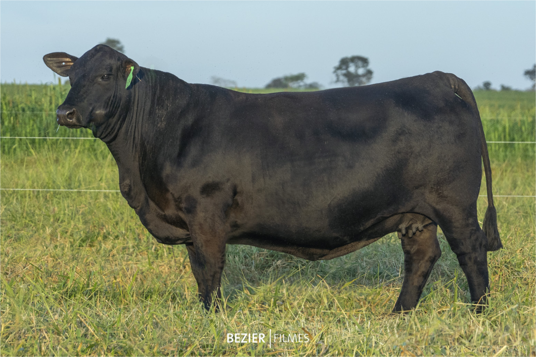 Lote PACK 5 EMBRIONES ANAMÉLIA FIY 1O2H X BIG TOWN