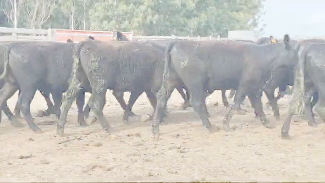 Lote 5 vaquillonas Angus 2 años para entorar- La Quebrada y Asoc.