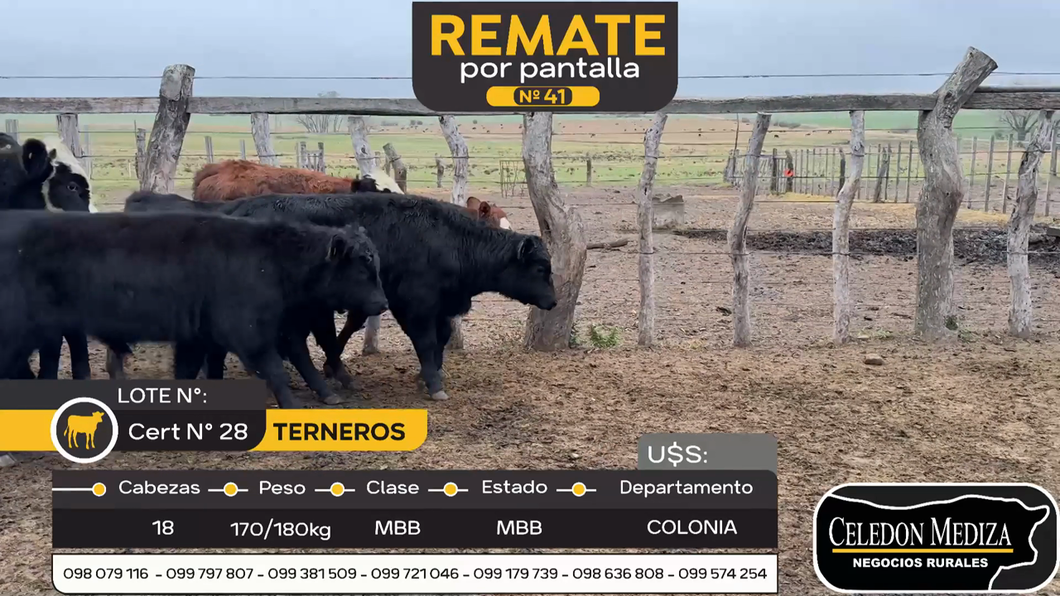 Lote 18 Terneros en La Horqueta, Colonia