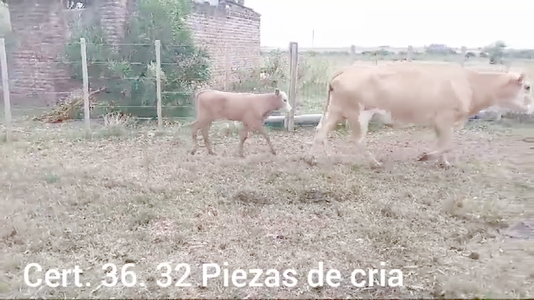 Lote Piezas de cría - Cria