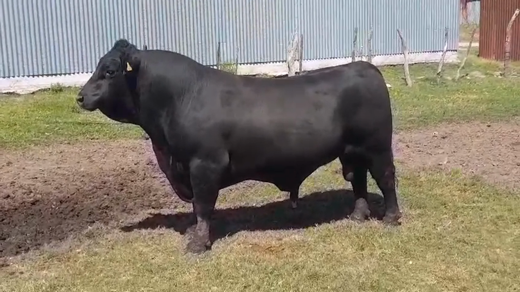 Lote Toros ANGUS a remate en #42 Pantalla Carmelo  900kg -  en COLONIA ARRUE