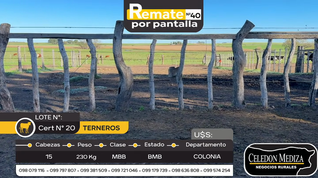 Lote 15 Terneros en La Horqueta, Colonia