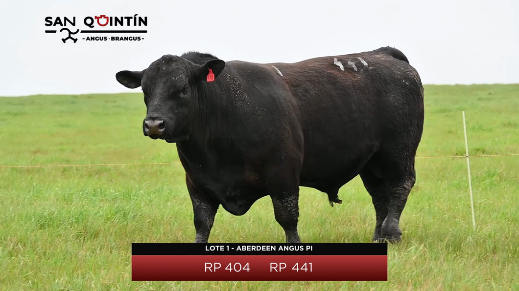 Lote Aberdeen Angus PI