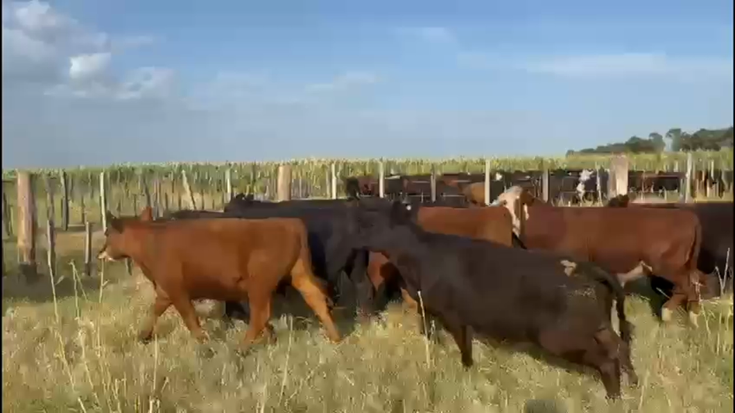 Lote 90 Novillitos en Ing. Luiggi, La Pampa