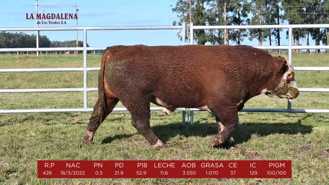 Lote 5 - POLLED HEREFORD PI