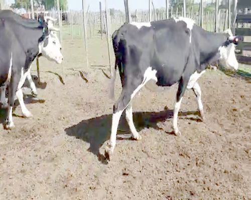Lote 4 Vacas de Invernada CRUZA ANGUS a remate en Pantalla Camy 500kg - , San José