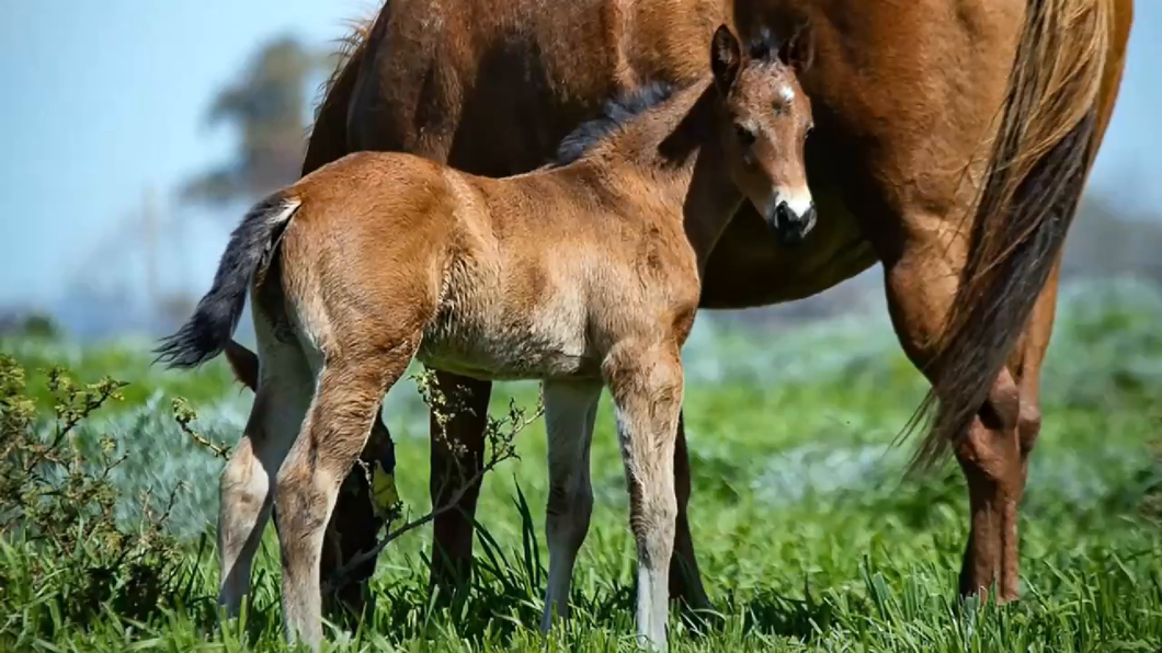 Lote ESPICHEL (TREASURE BEACH -   GRAZIAS LADY por ROMAN RULER)