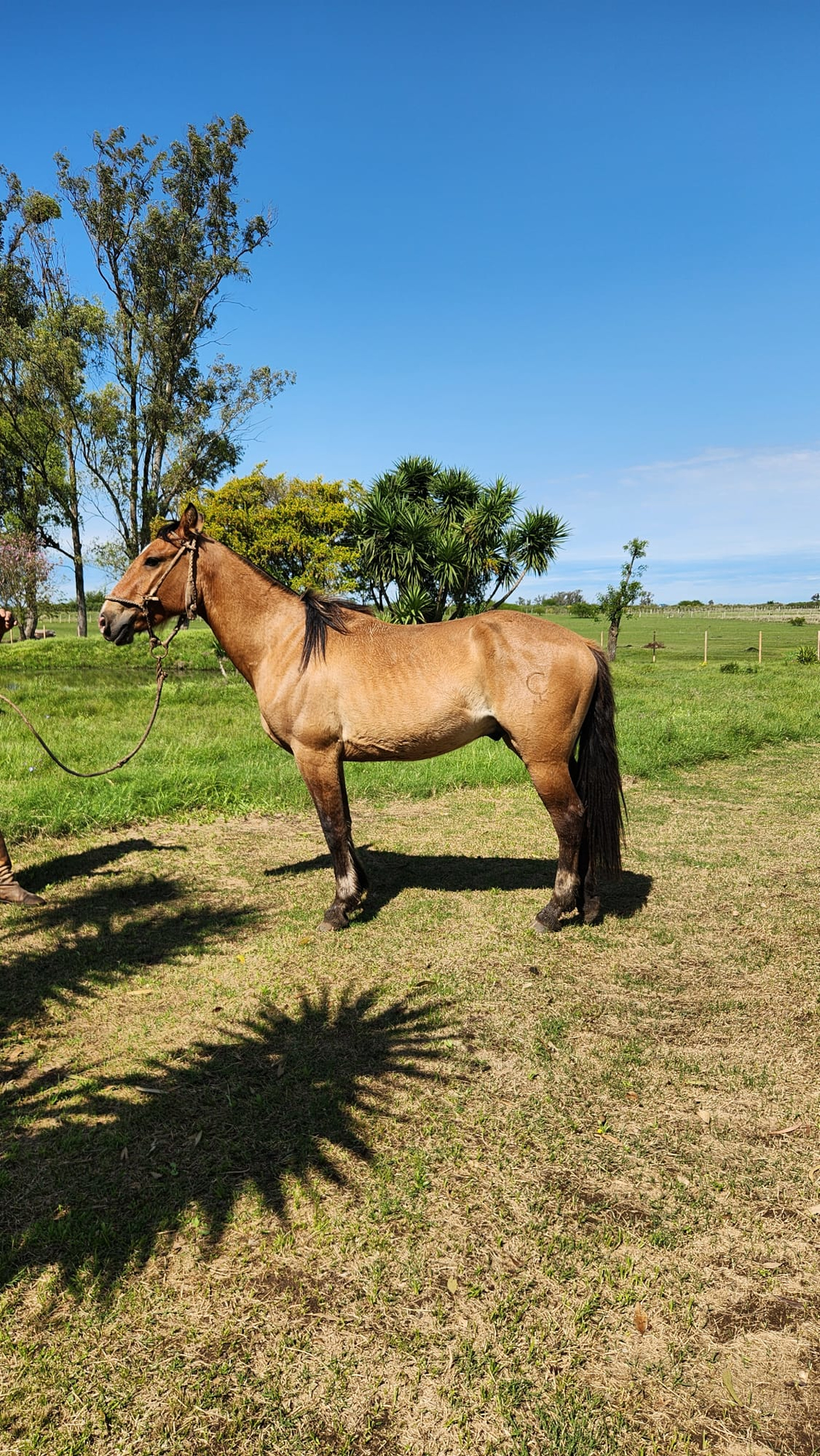 Lote Caballo Castrado  Gateado Patas Blancas