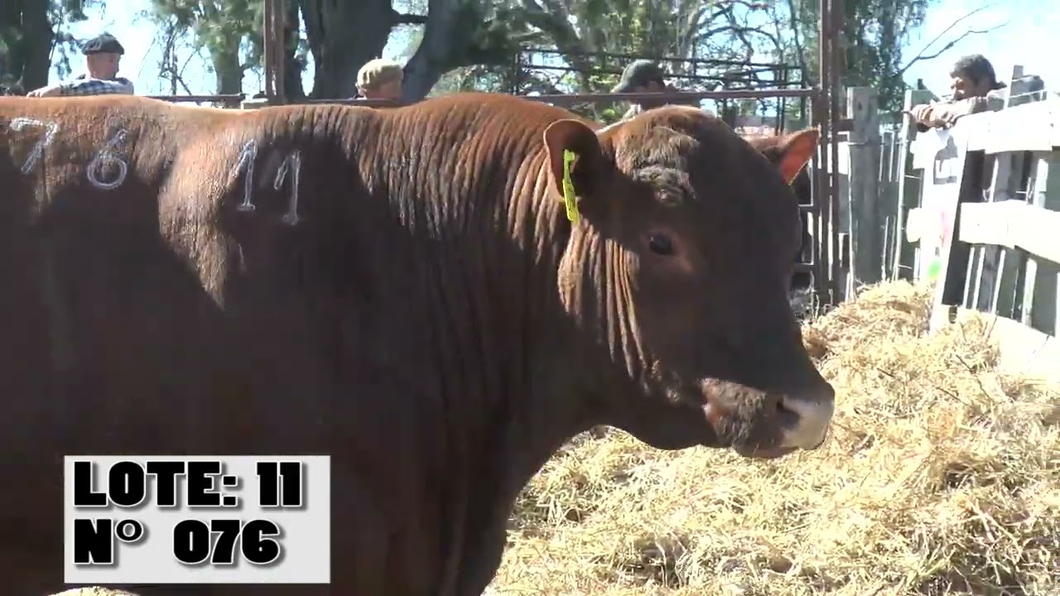 Lote 3 Toros a remate en Toros para Vaquillonas - La Empastada, Durazno