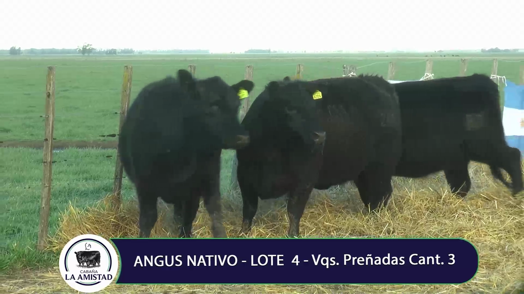 Lote VAQUILLONA PREÑADA