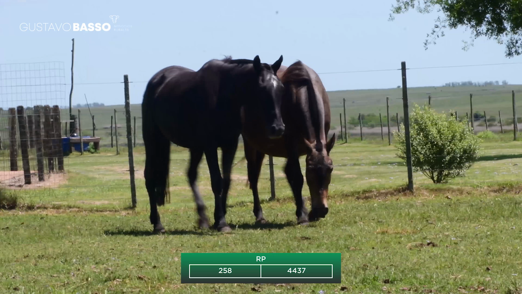 Lote 2 Yegua de manada a remate en Remate Cabaña San Jose, Cerro Largo