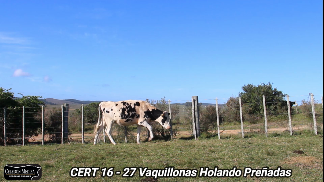 Lote 27 Vaquillonas preñadas en Rocha