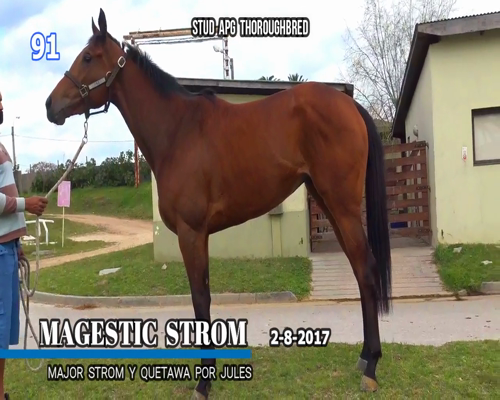 Lote MAGESTIC STROM