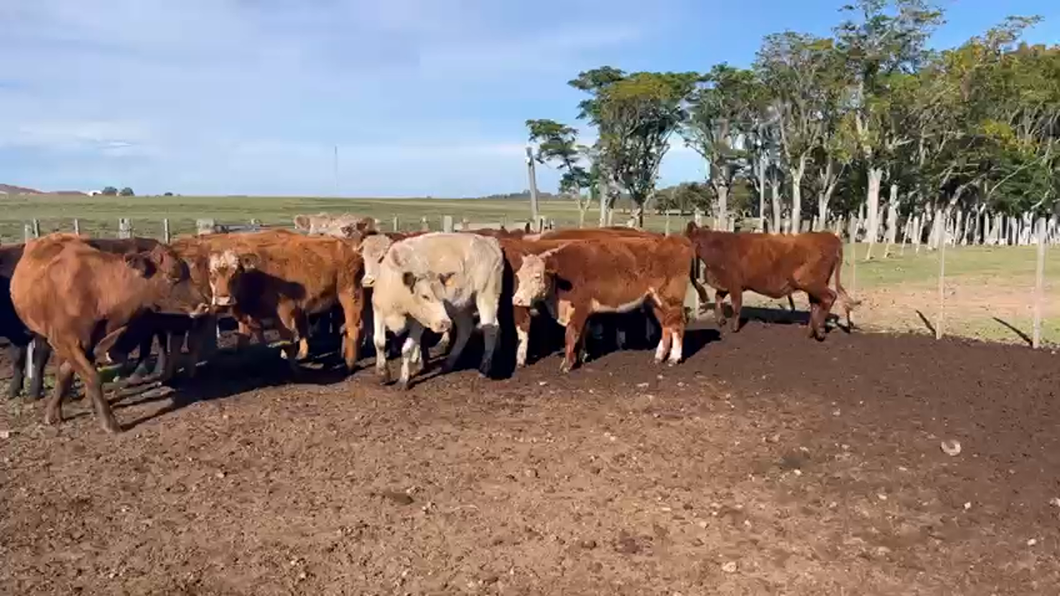 Lote VACAS DE INVERNADA