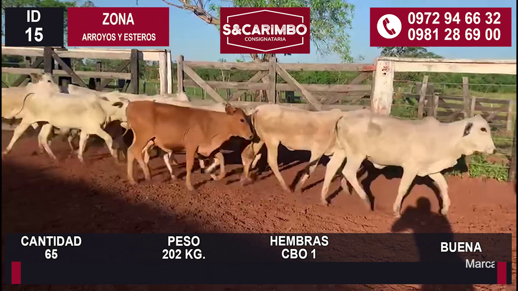 Lote 65 Hembras CB1