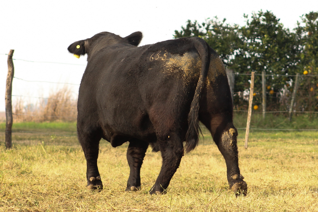 Lote CABAÑA COEMBOTÁ: RP 633