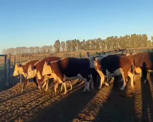 Lote 36 Vacas nuevas Preñadas en Villarino, Buenos Aires