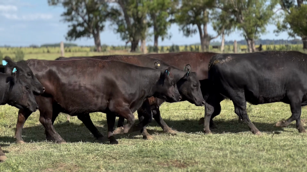 Lote 10 Vacas nuevas Preñadas